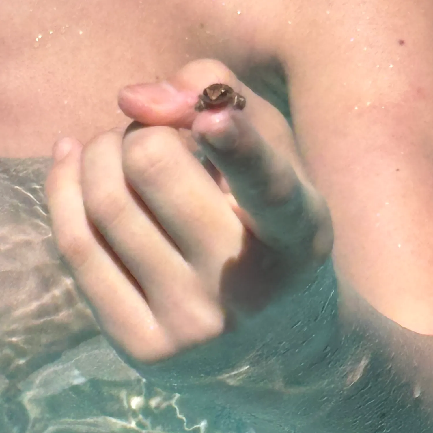 The most recent Frogface goby catches on Fishbrain