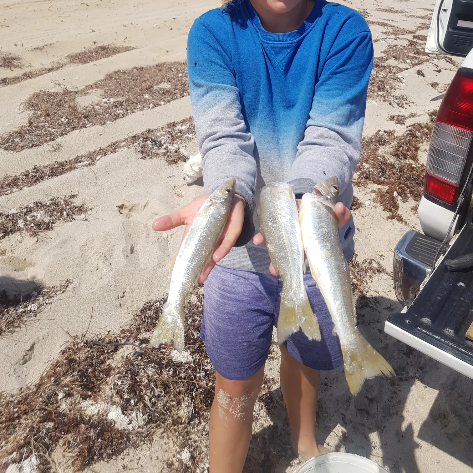 Yellowfin sillago caught on Fishbrain