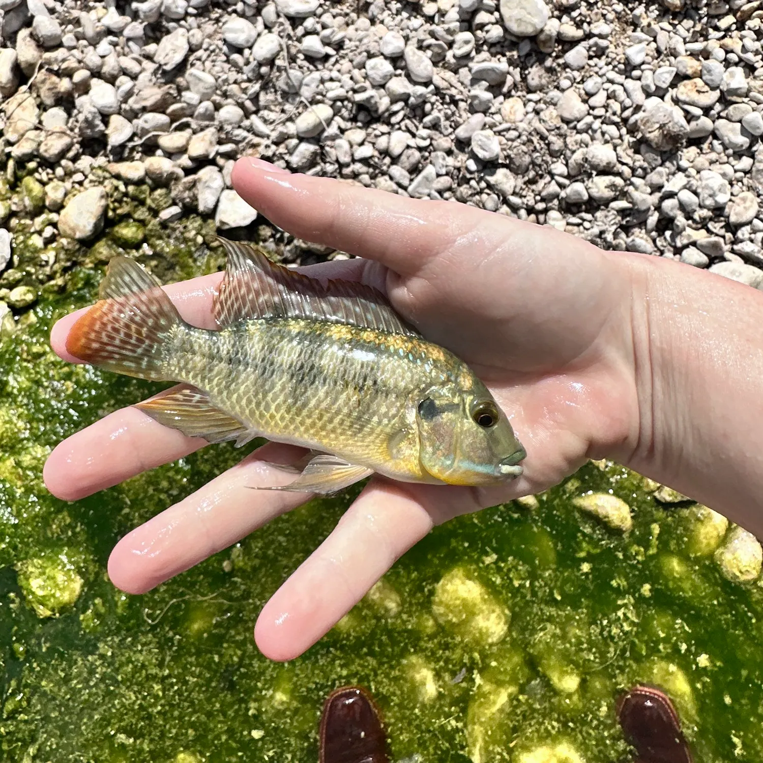 Fish caught on Fishbrain