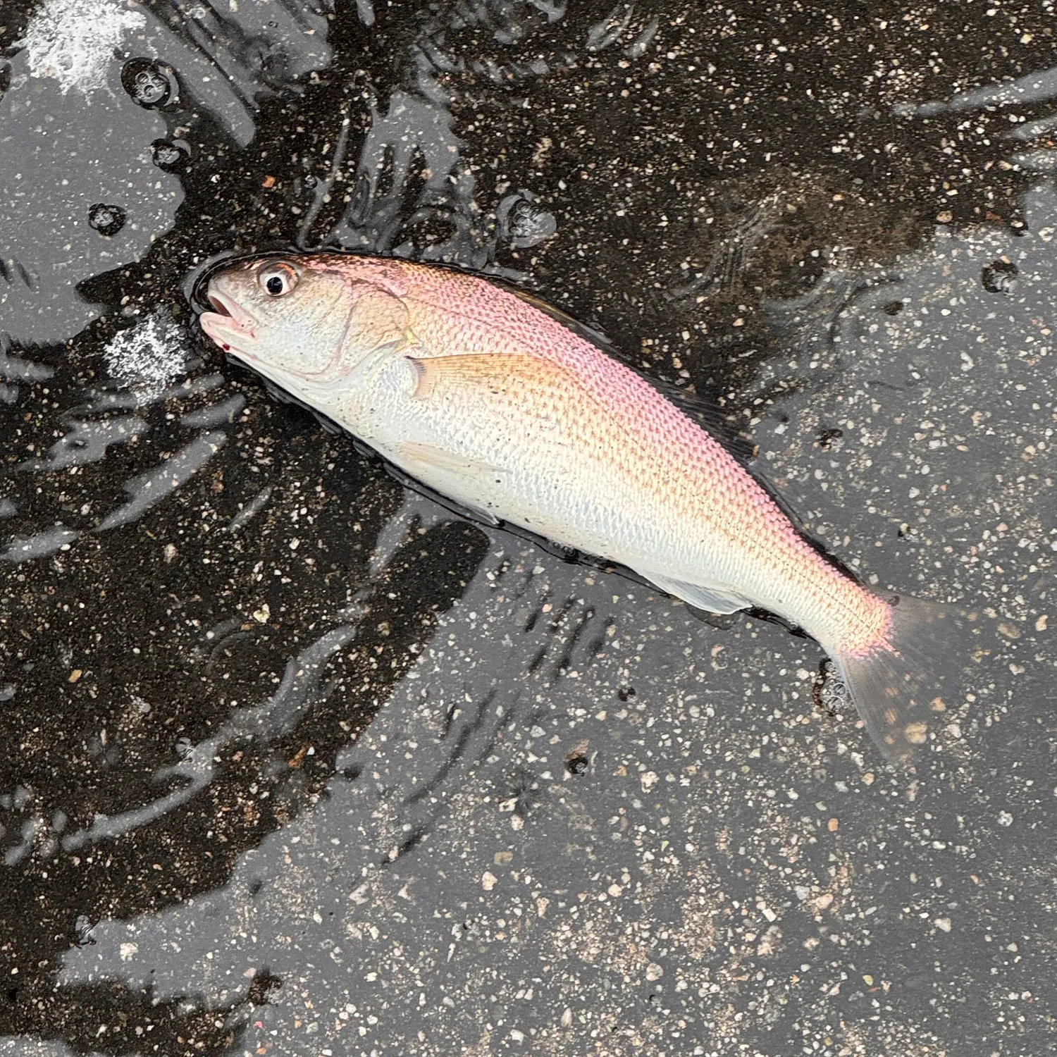The most recent White croaker catches on Fishbrain