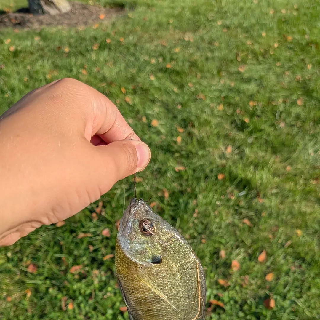 Bluegill caught on Fishbrain