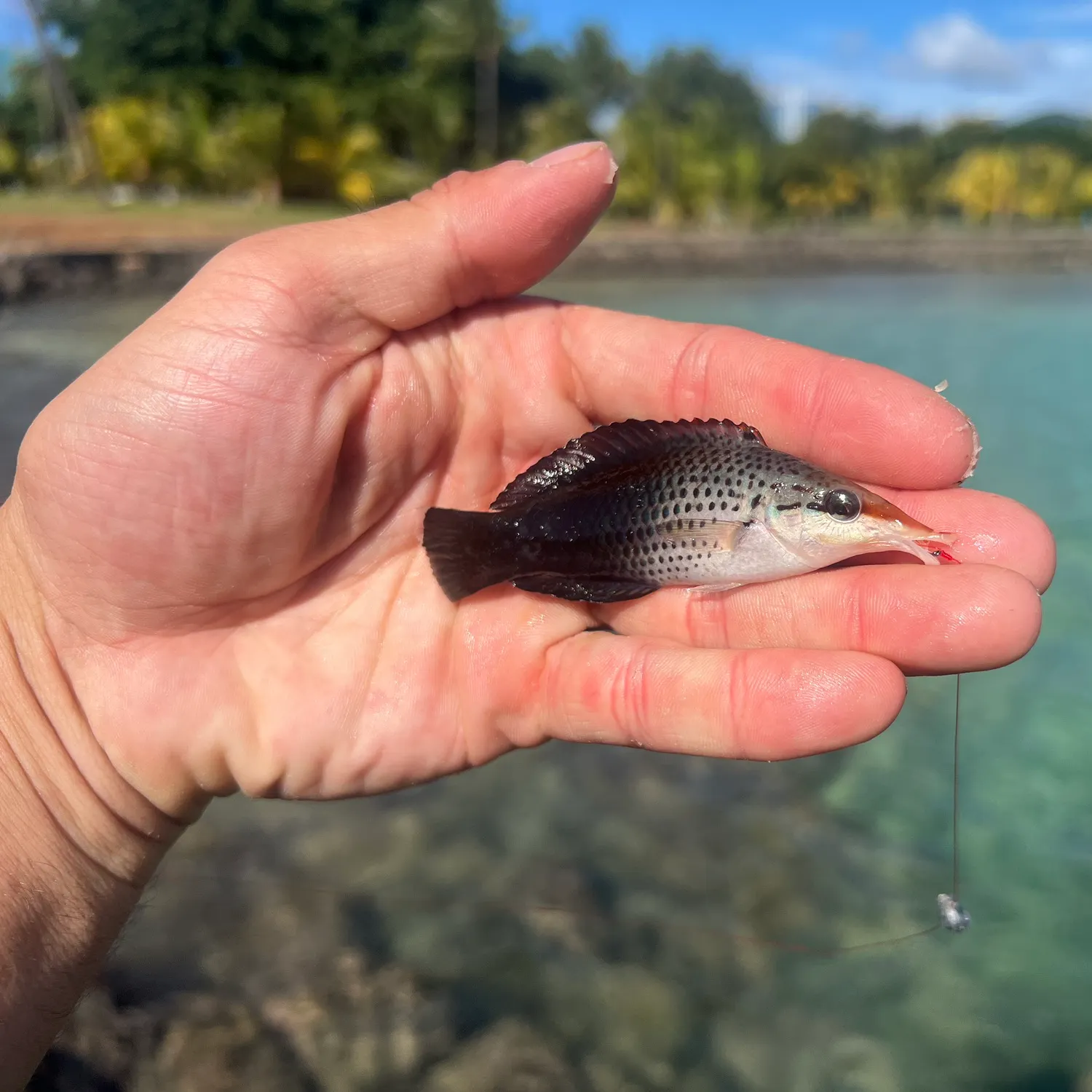 The most recent Bird wrasse catches on Fishbrain
