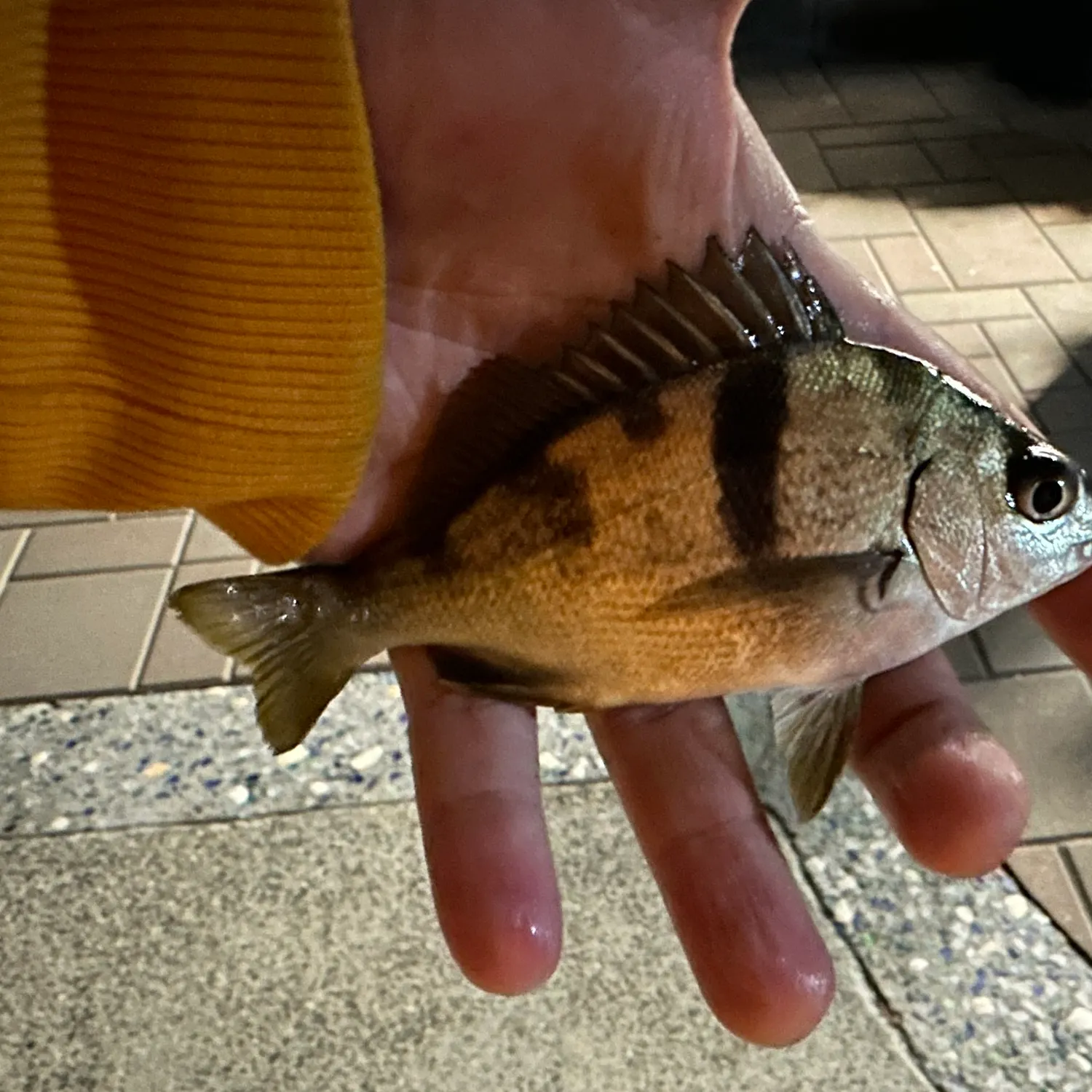 The most recent Sargo catches on Fishbrain