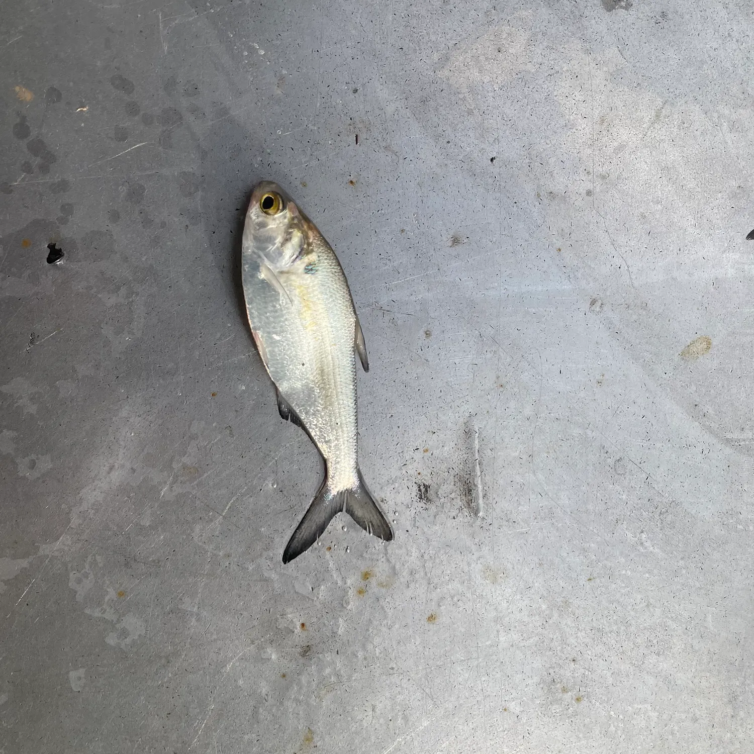The most recent Threadfin shad catches on Fishbrain