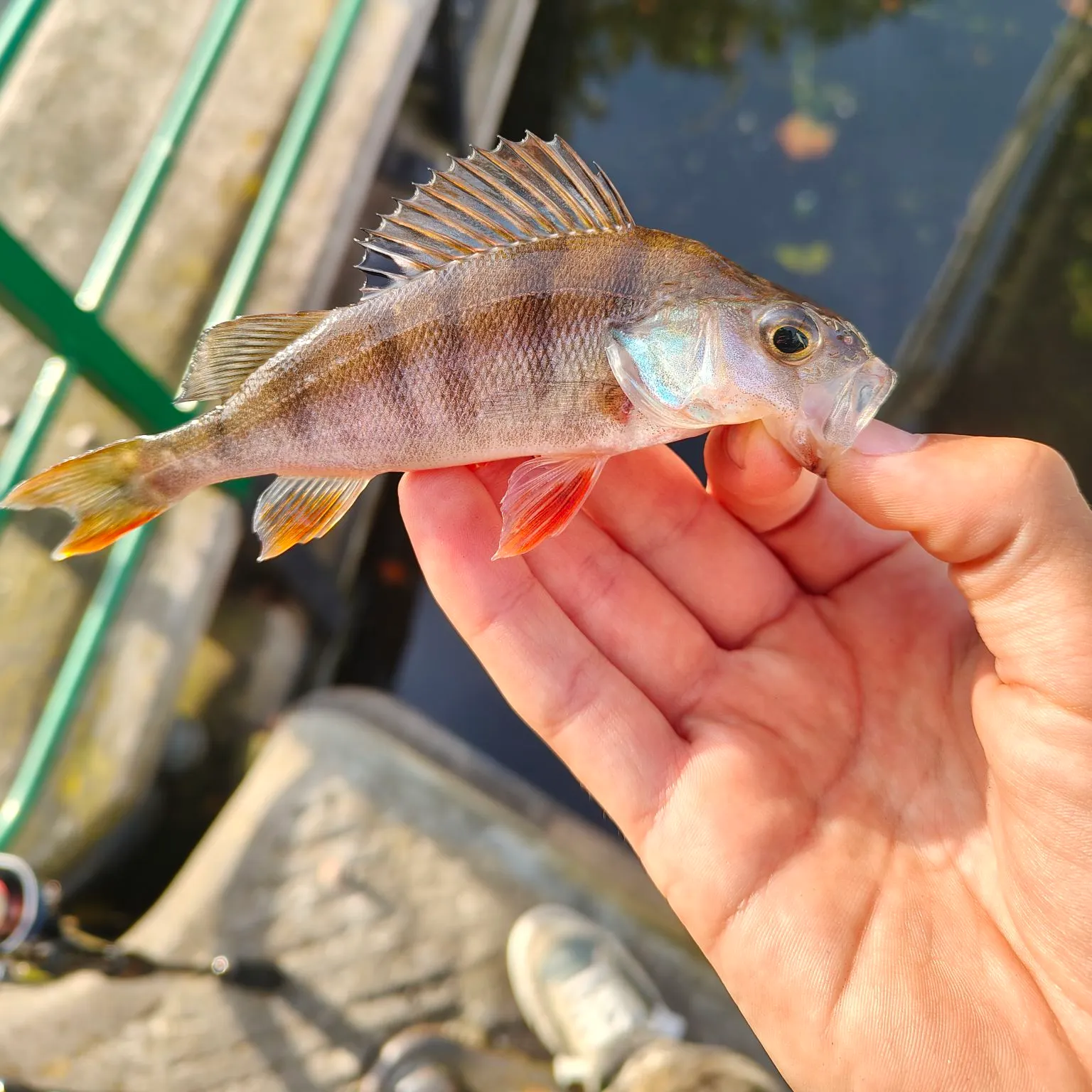 European perch caught on Fishbrain