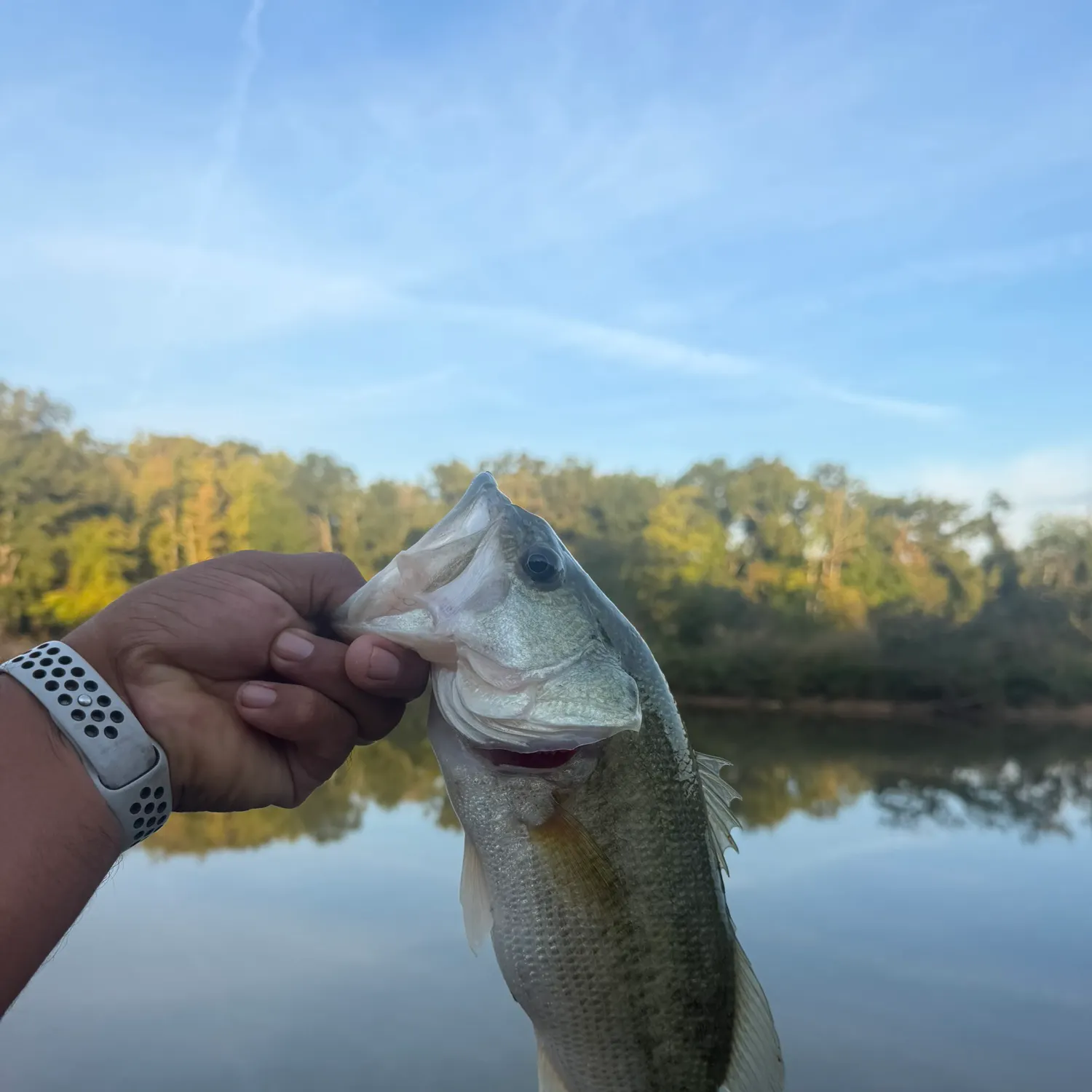 Spotted bass caught on Fishbrain