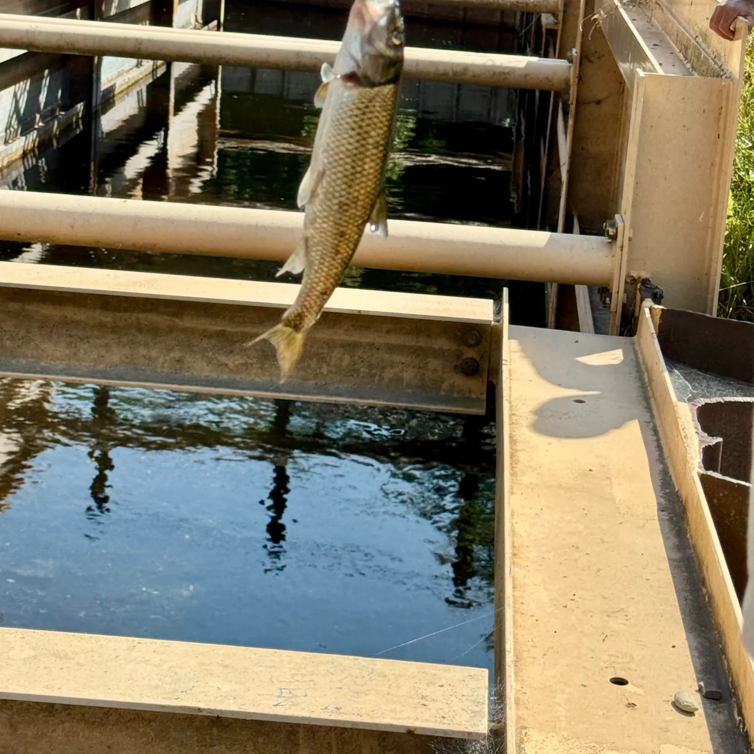 Fallfish caught on Fishbrain