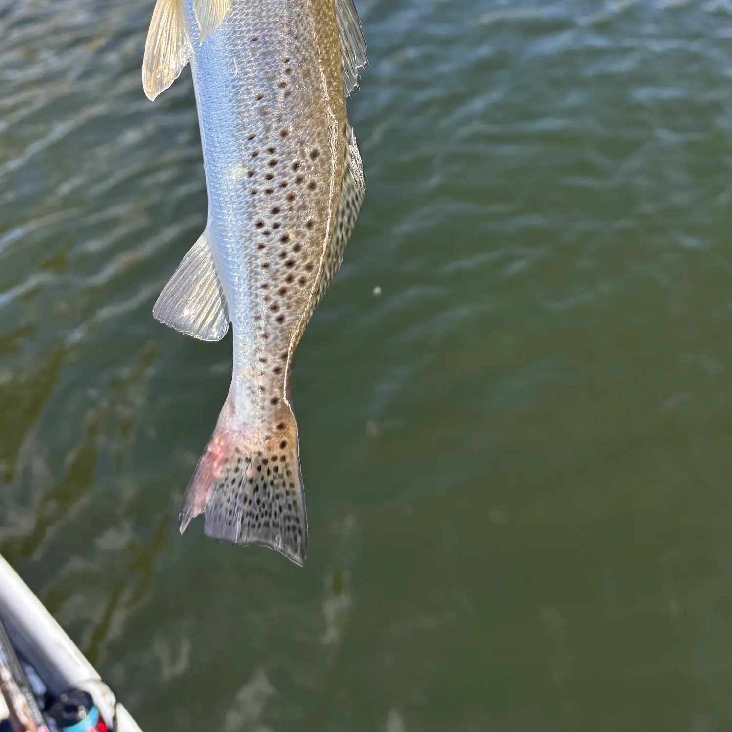 The most recent Spotted seatrout catches on Fishbrain
