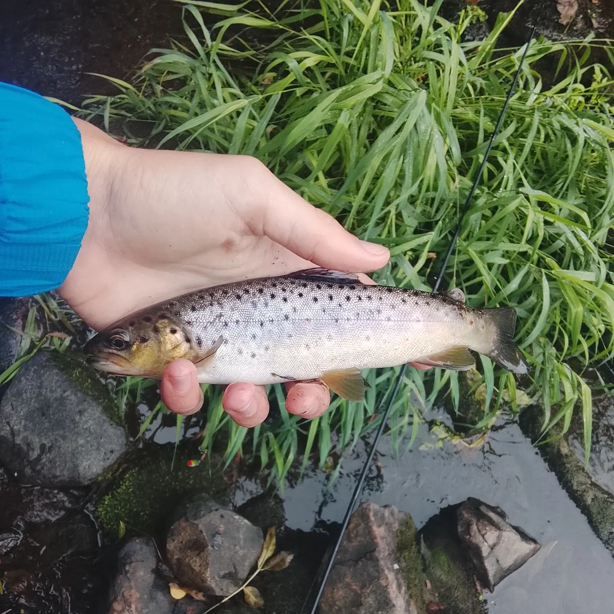 Brown trout caught on Fishbrain