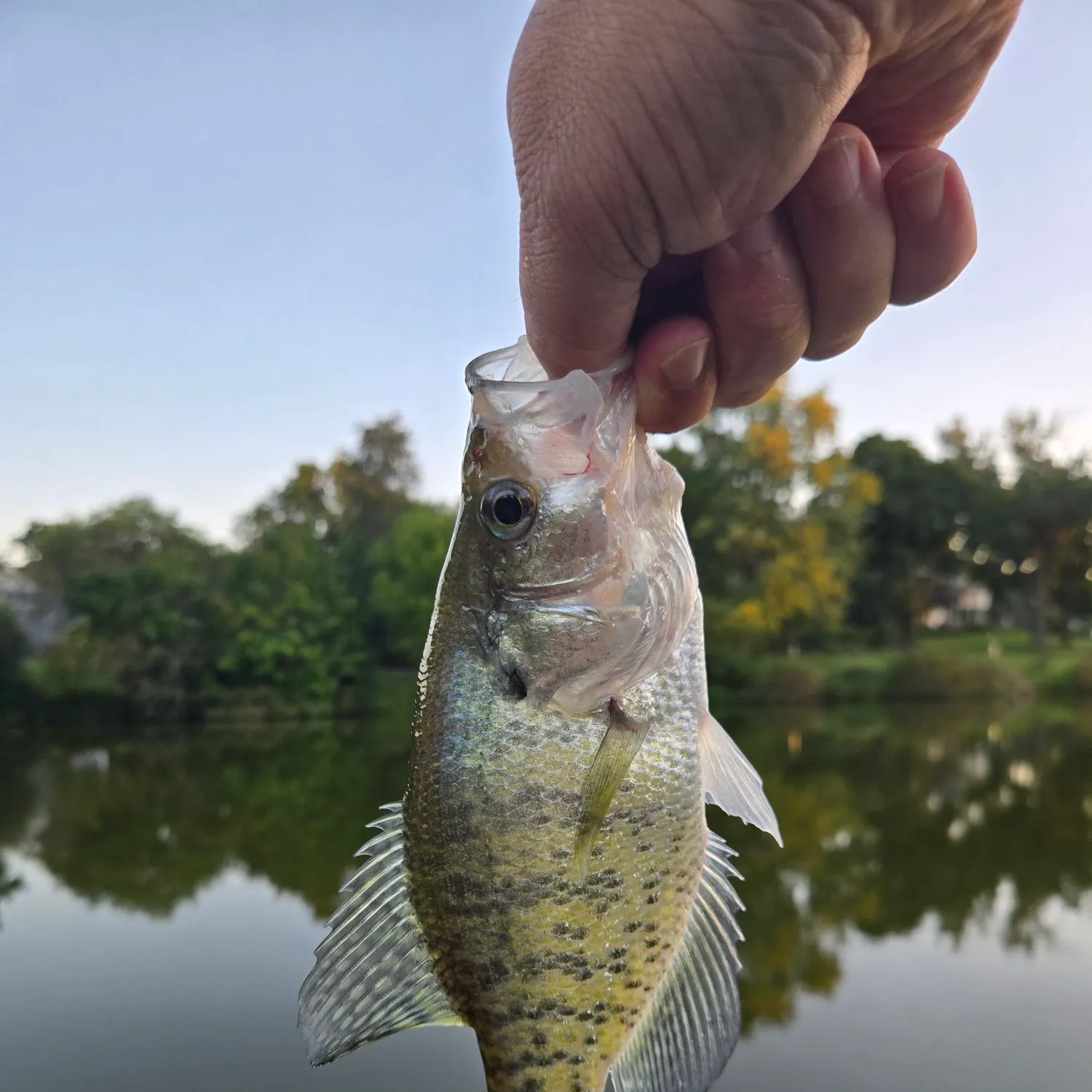 White crappie caught on Fishbrain
