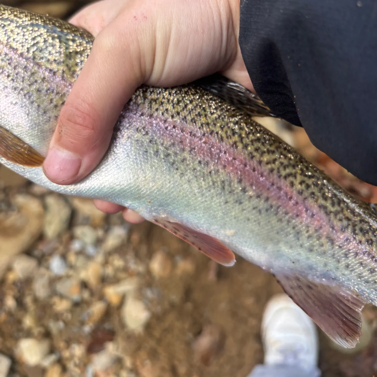 Fish caught on Fishbrain