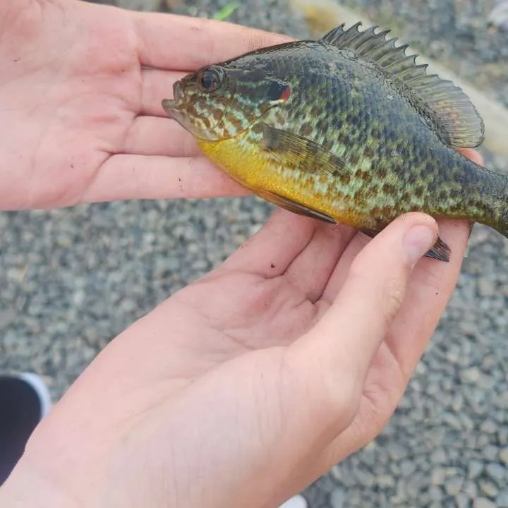 The most recent Pumpkinseed catches on Fishbrain