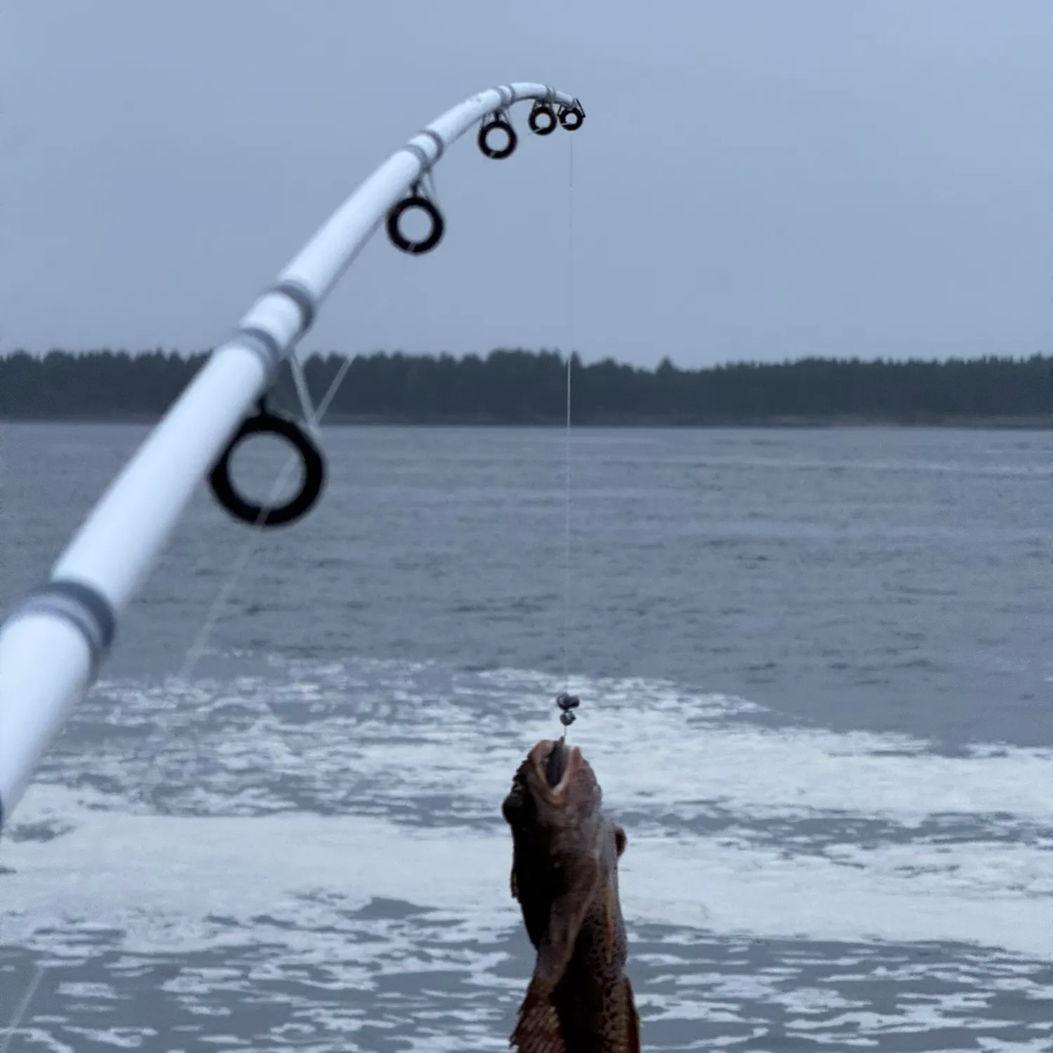 Cabezon caught on Fishbrain