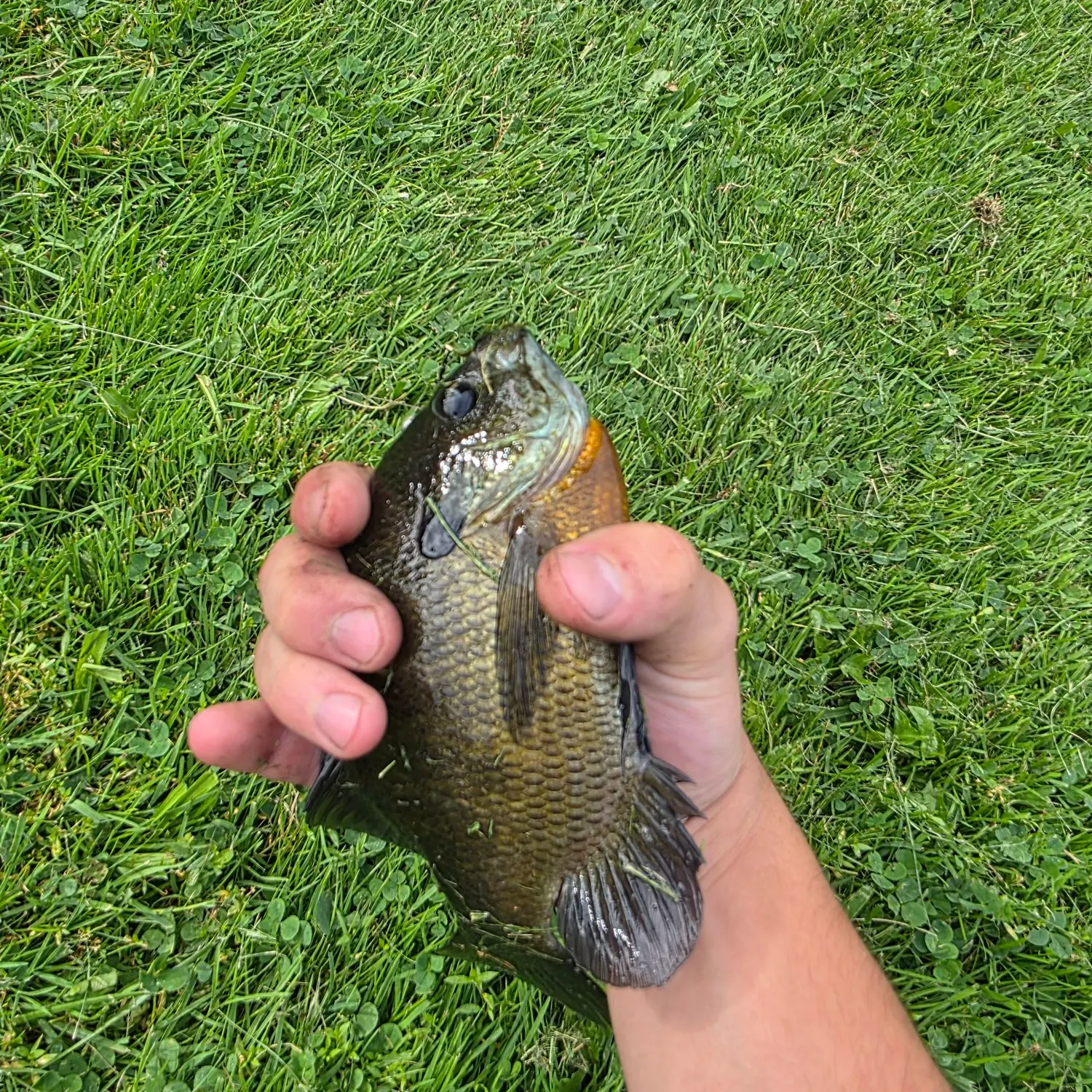 Bluegill caught on Fishbrain