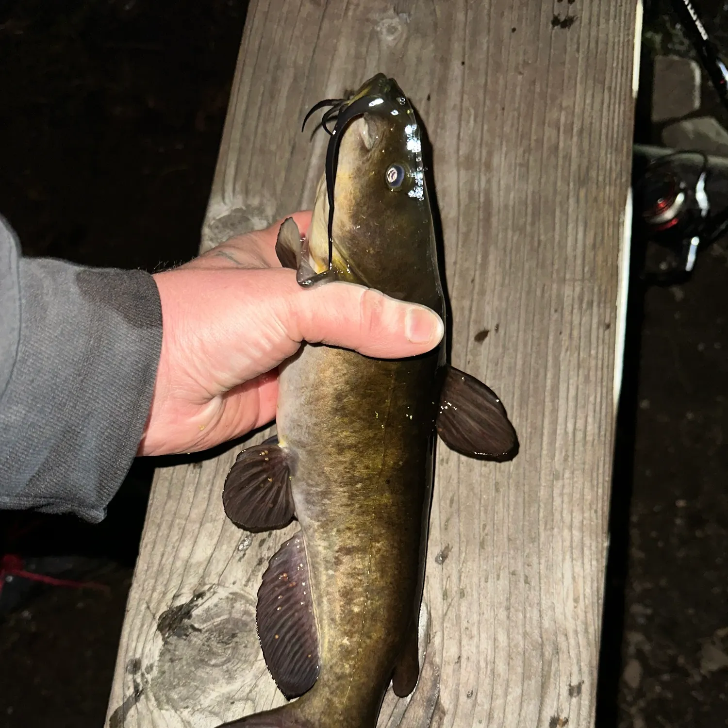 Black bullhead caught on Fishbrain