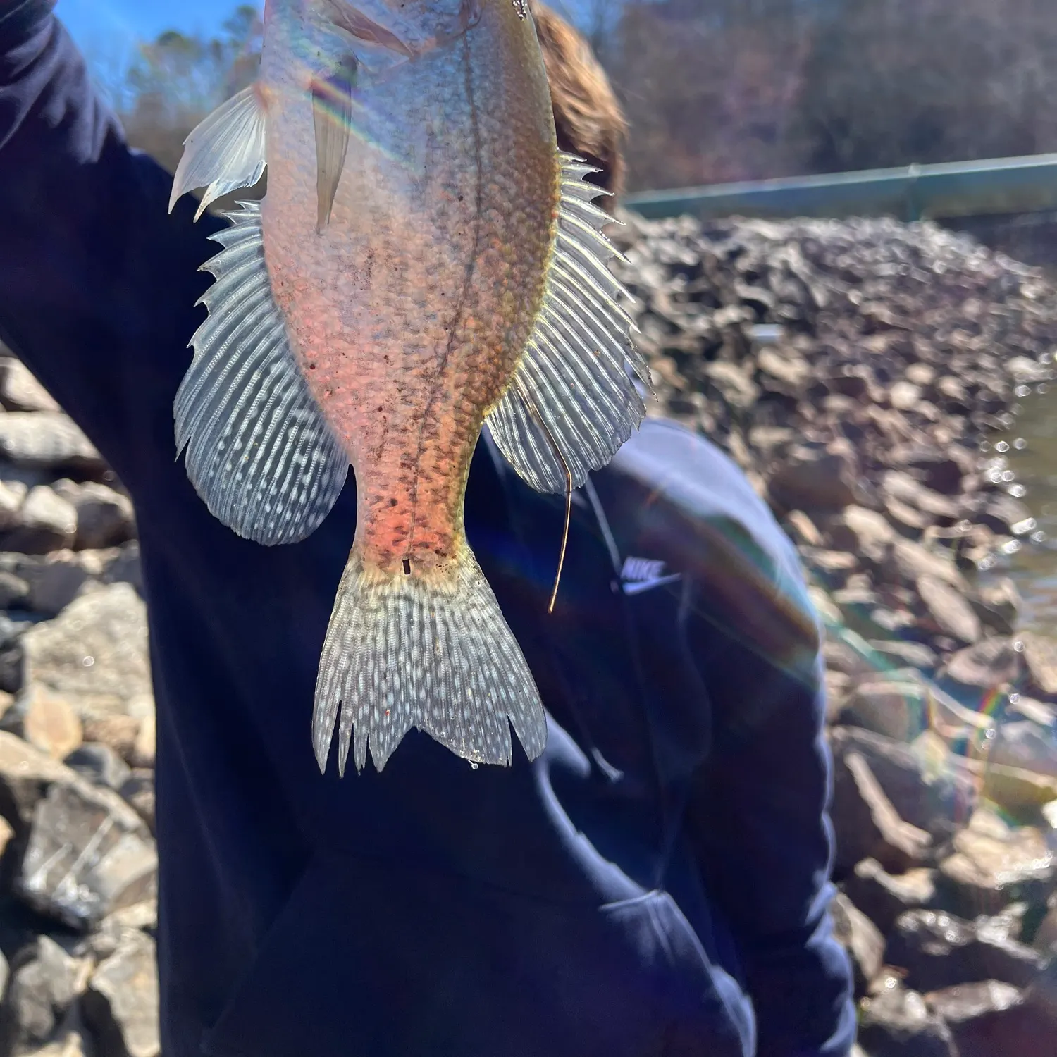 The most recent White crappie catches on Fishbrain