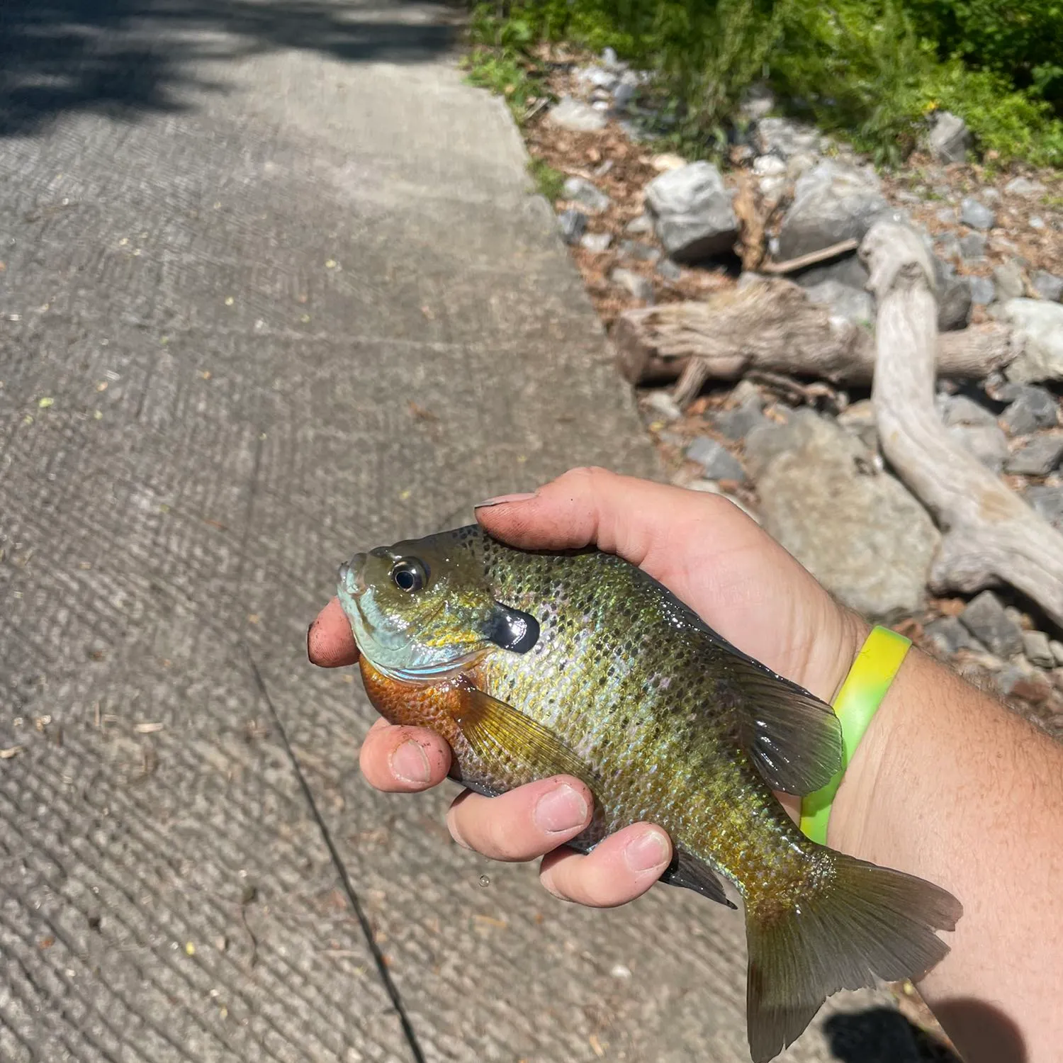 recently logged catches