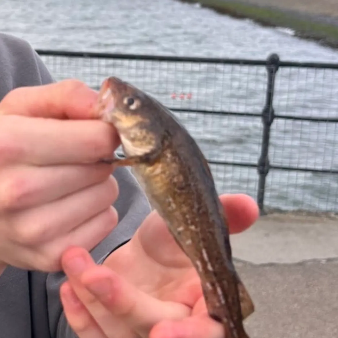 The most recent Poor cod catches on Fishbrain