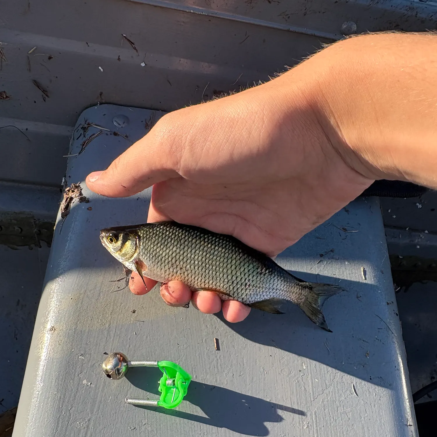Golden shiner caught on Fishbrain