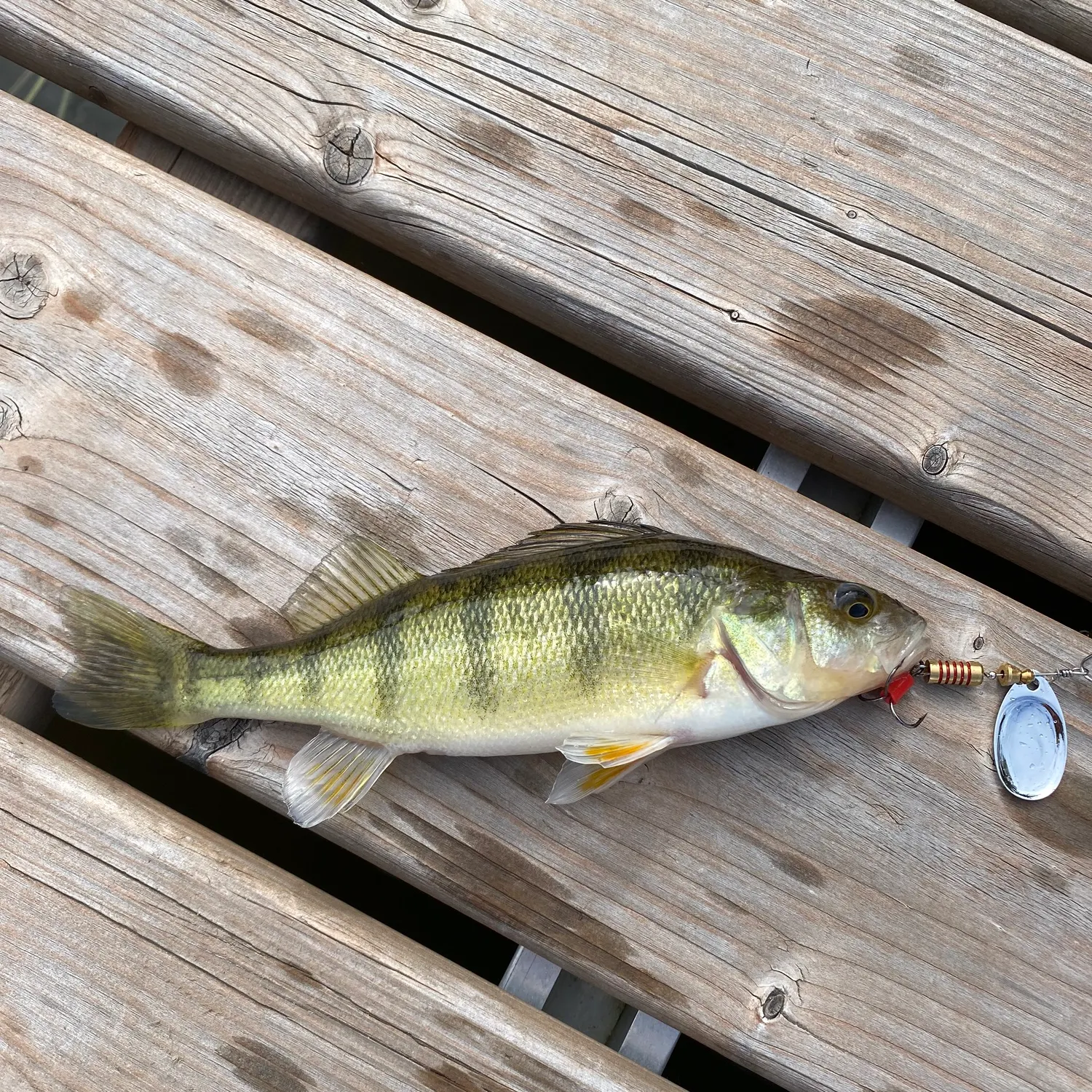 Yellow perch caught on Fishbrain