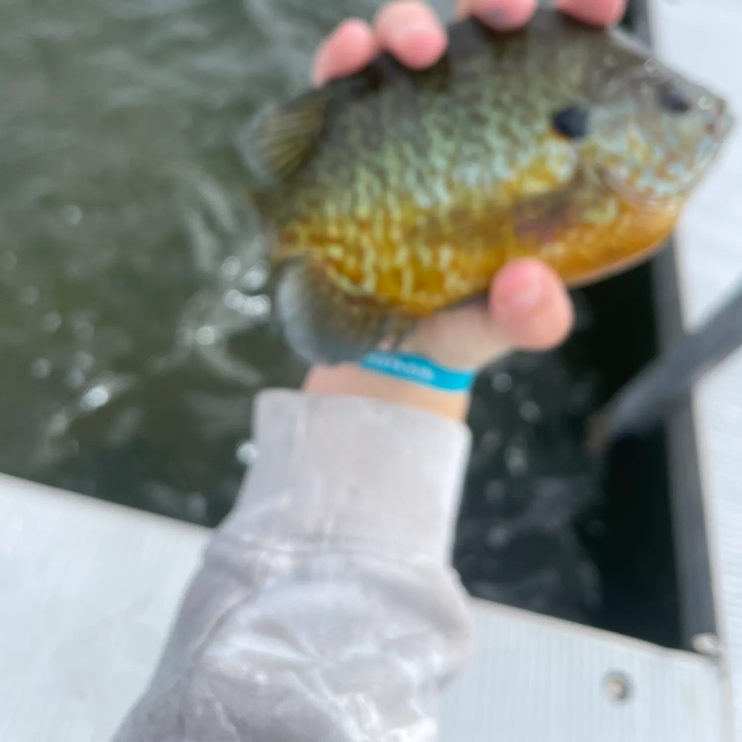 The most recent Pumpkinseed catches on Fishbrain