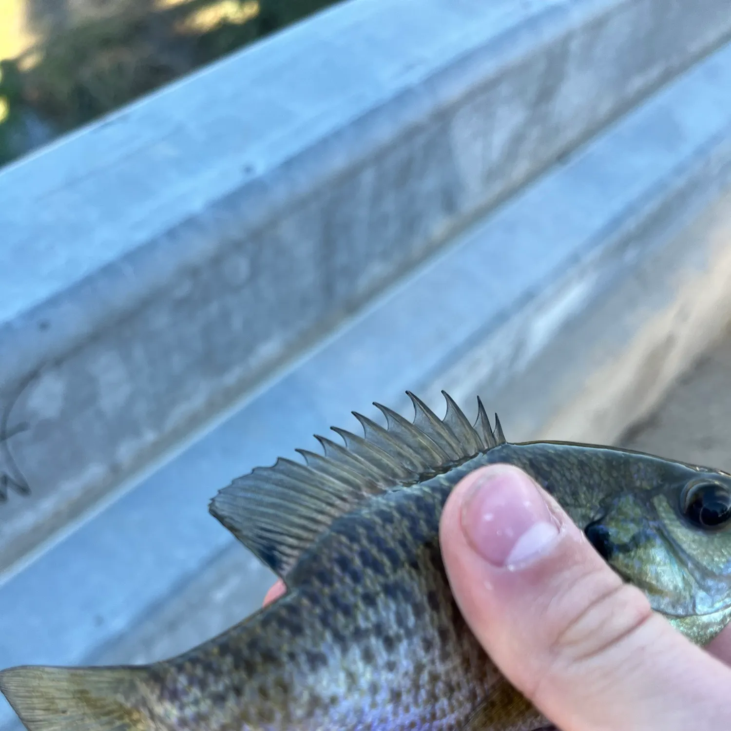 Bluegill caught on Fishbrain