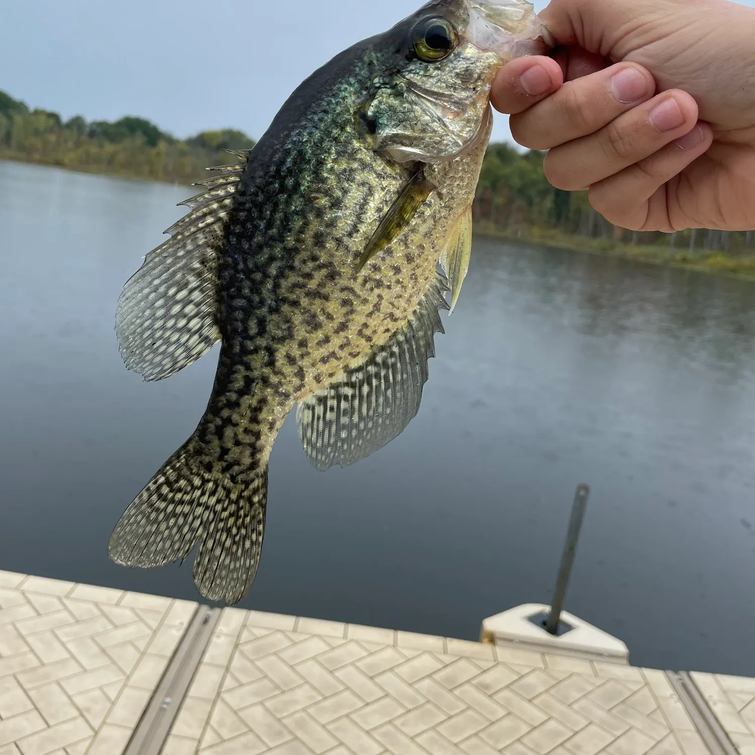 Black crappie caught on Fishbrain