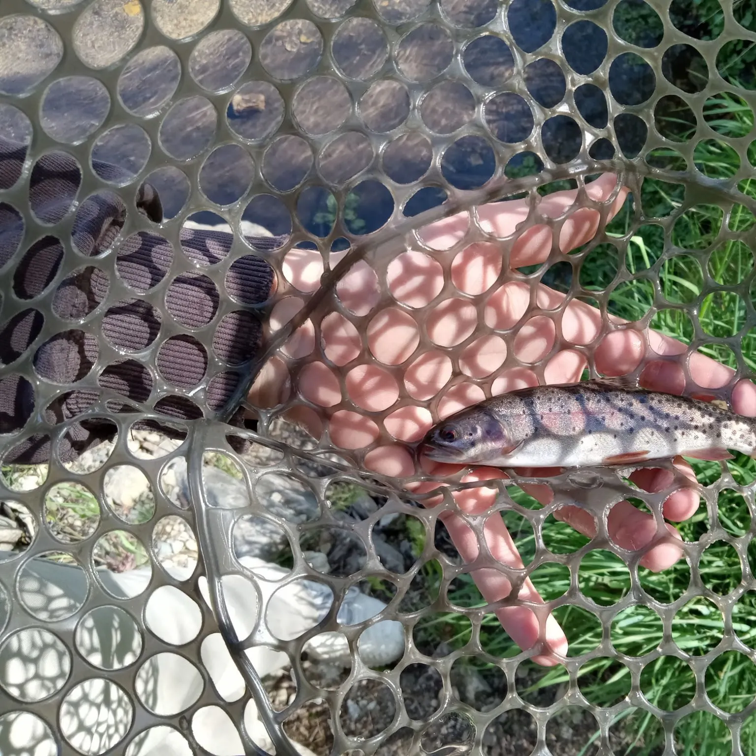 The most recent Yellowstone cutthroat trout catches on Fishbrain