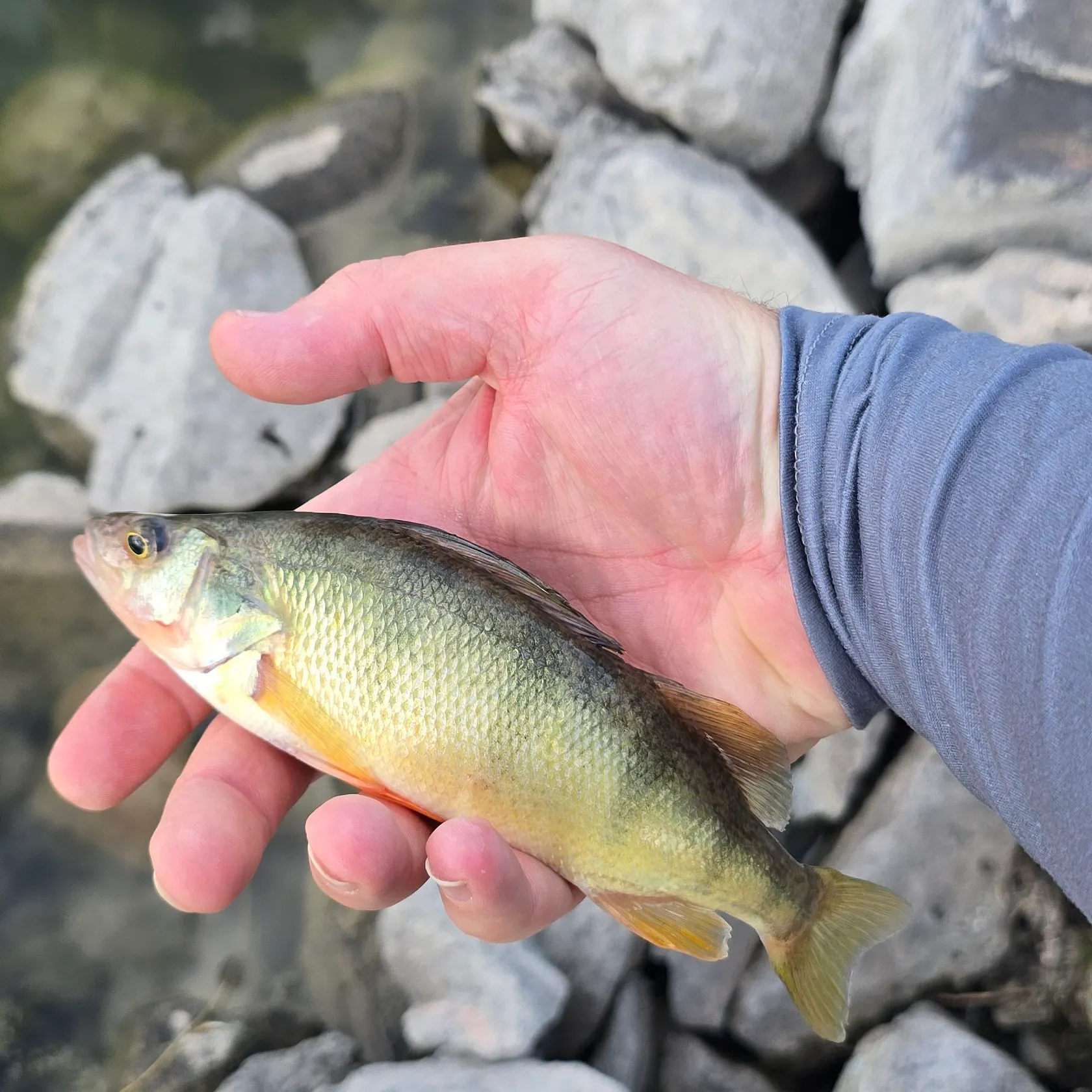 Yellow perch caught on Fishbrain