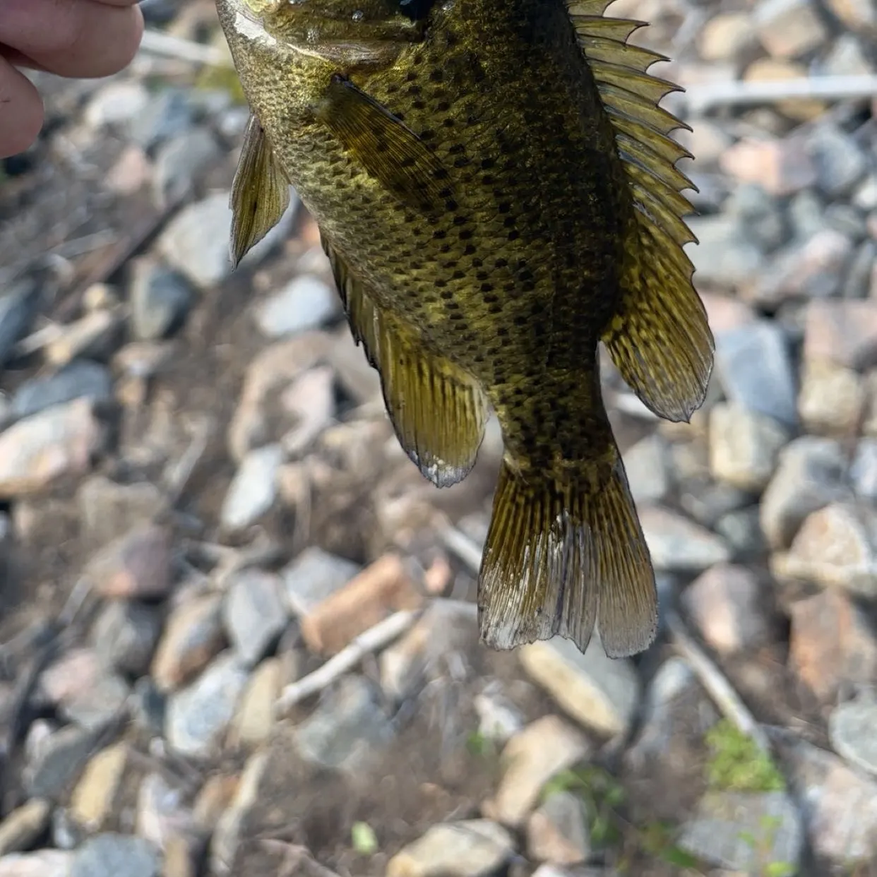 Rock bass caught on Fishbrain