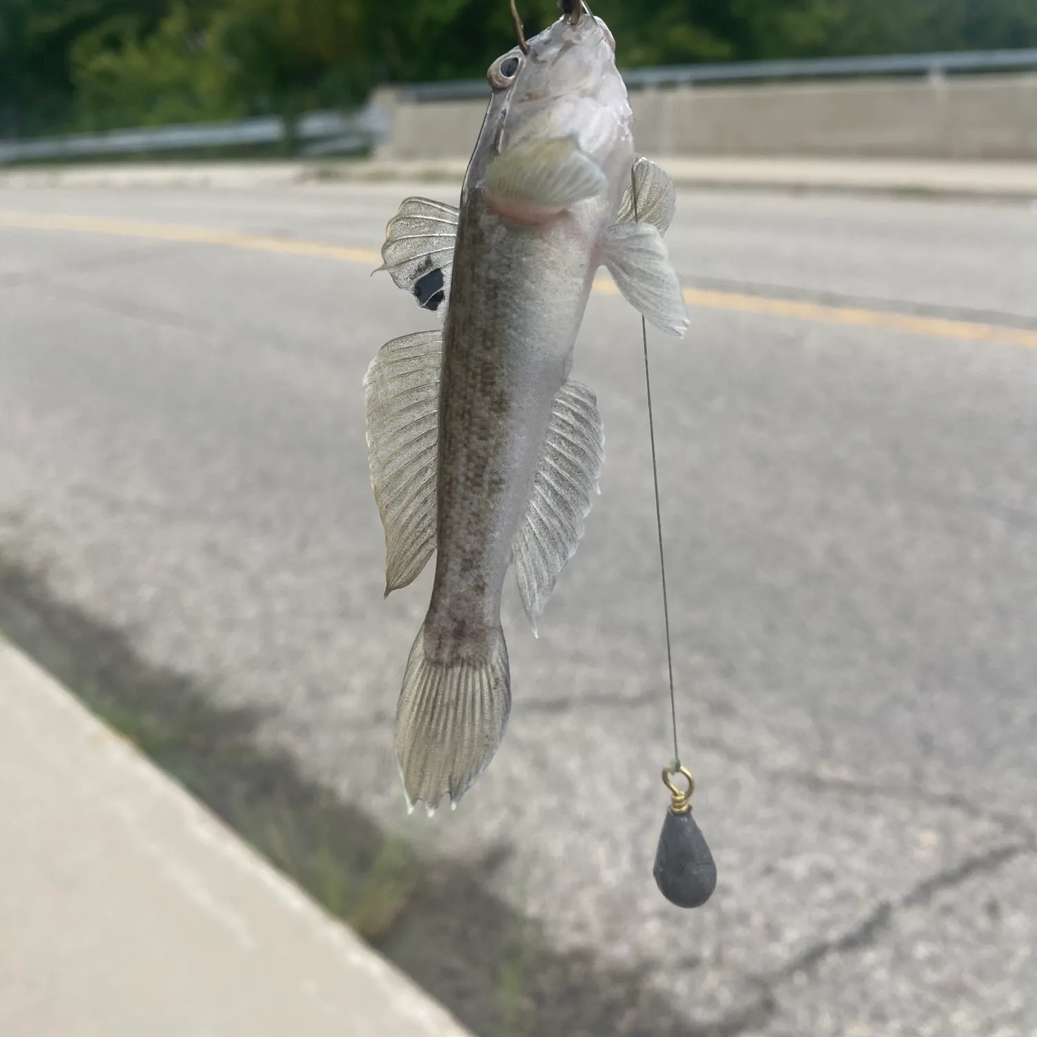 Round goby caught on Fishbrain