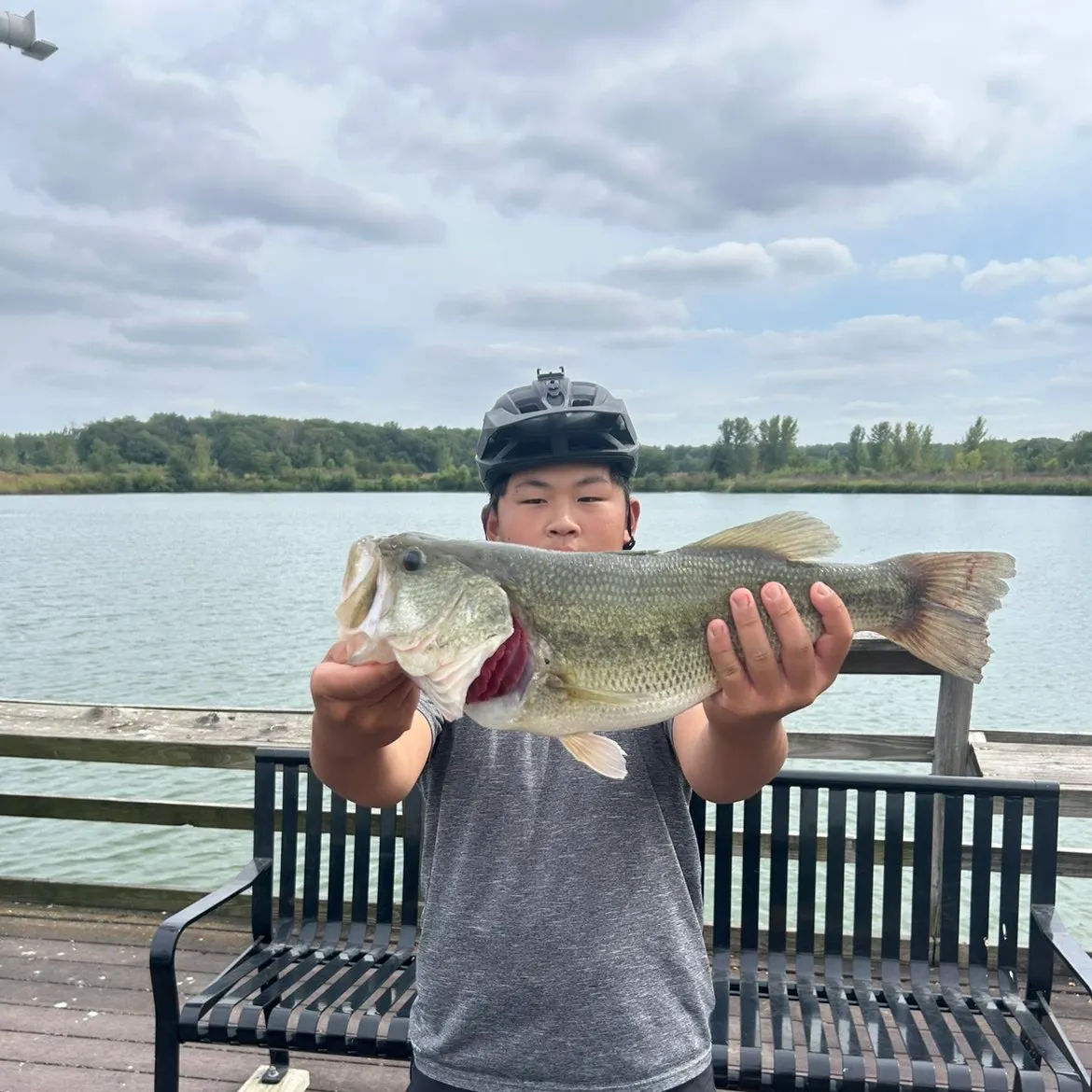Largemouth bass caught on Fishbrain