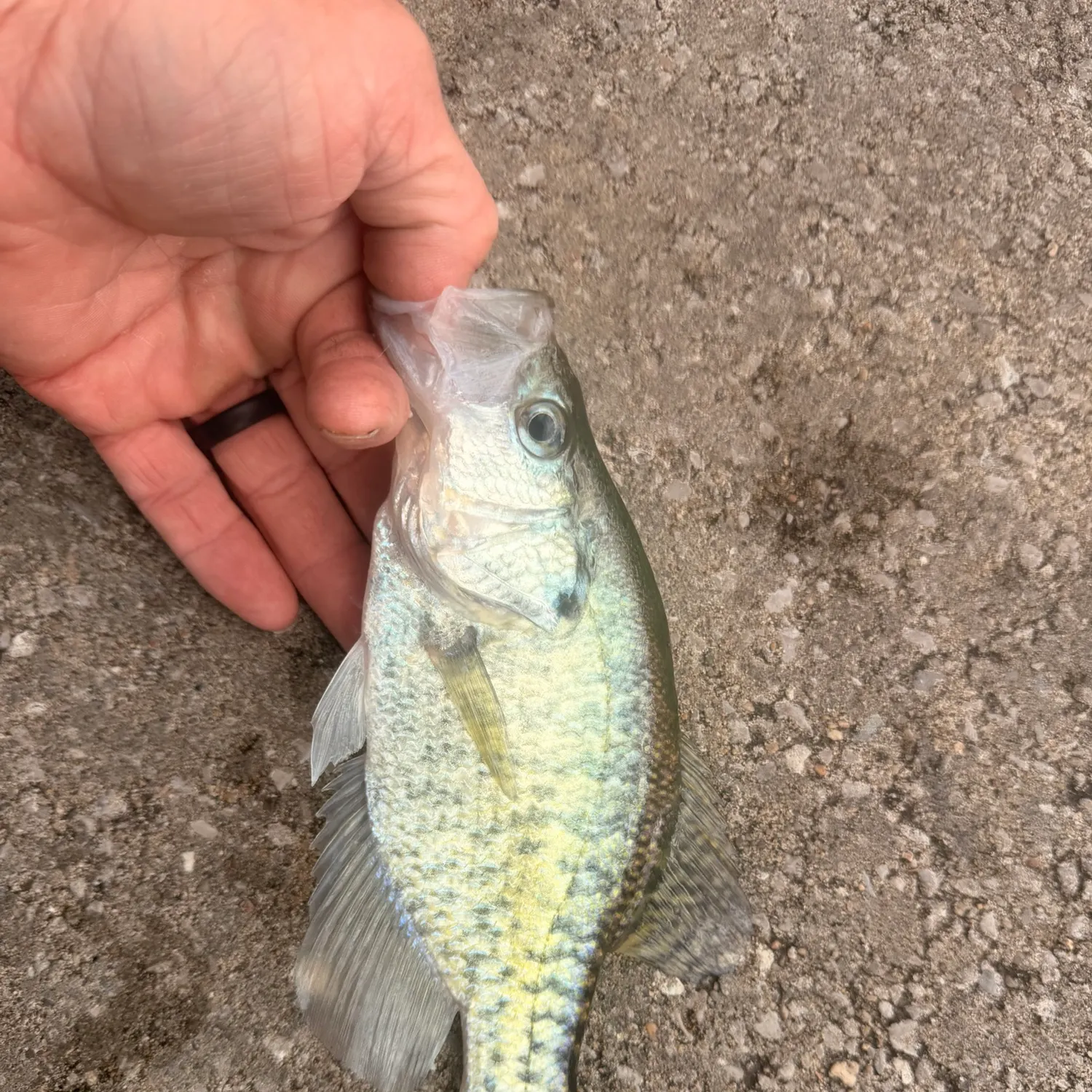 White crappie caught on Fishbrain