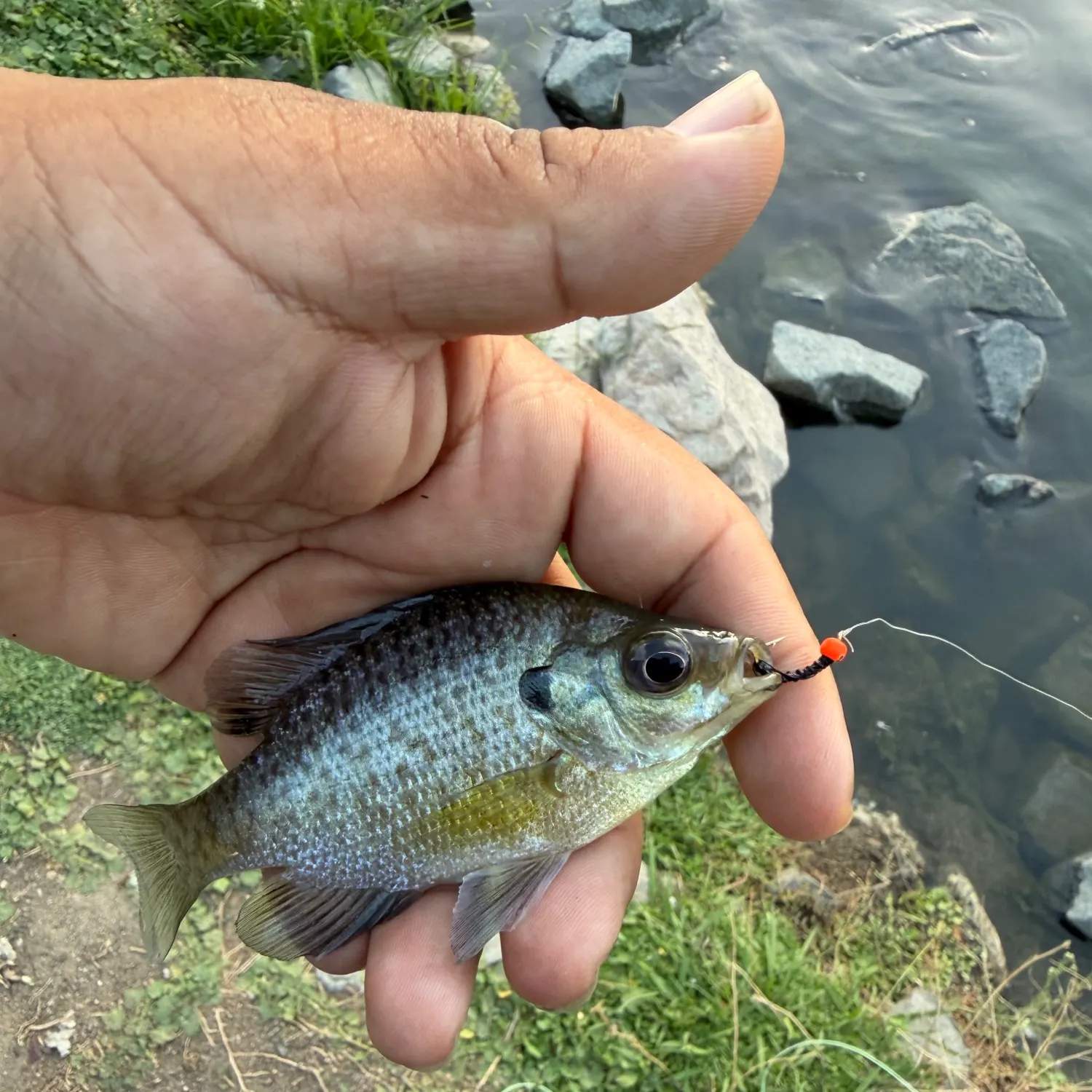 Bluegill caught on Fishbrain