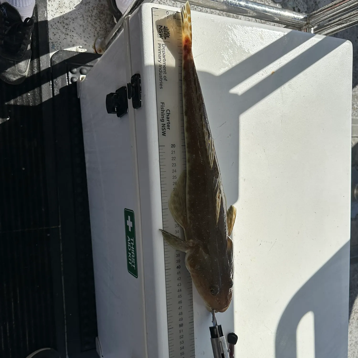 The most recent Blue-spotted flathead catches on Fishbrain