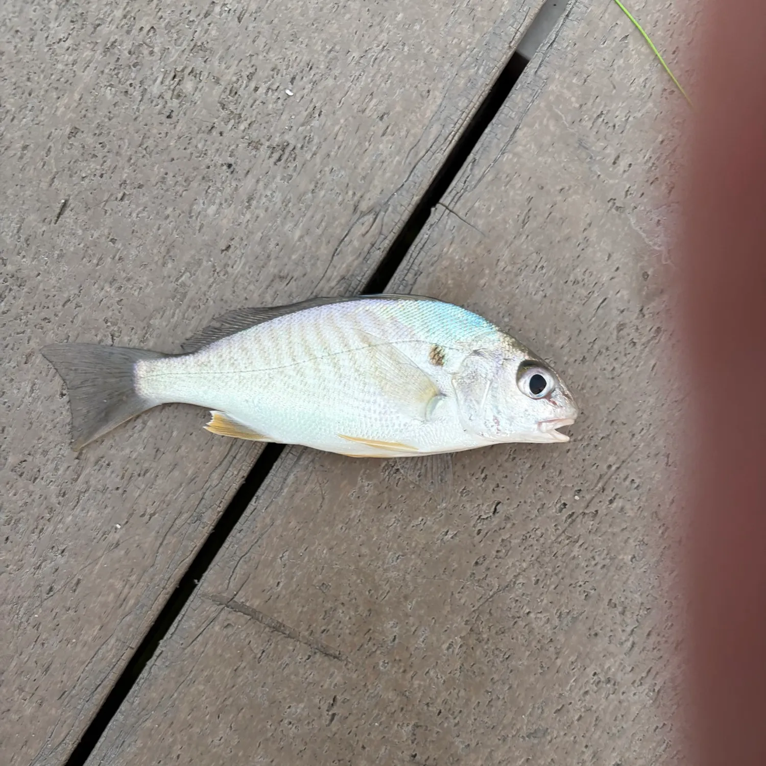 Spot croaker caught on Fishbrain