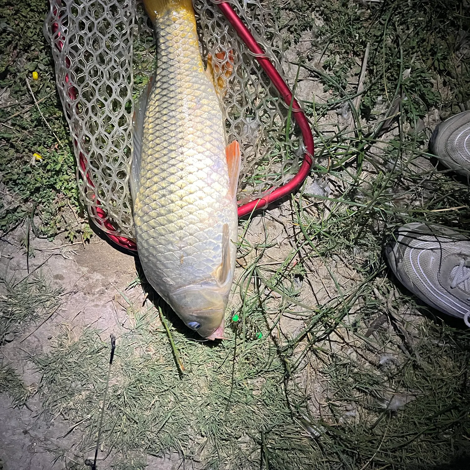 The most recent Ghost carp catches on Fishbrain