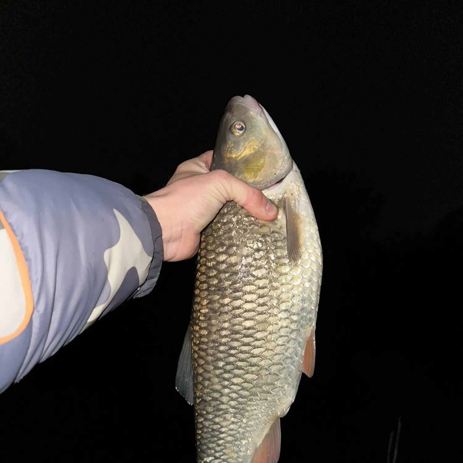 The most recent European chub catches on Fishbrain