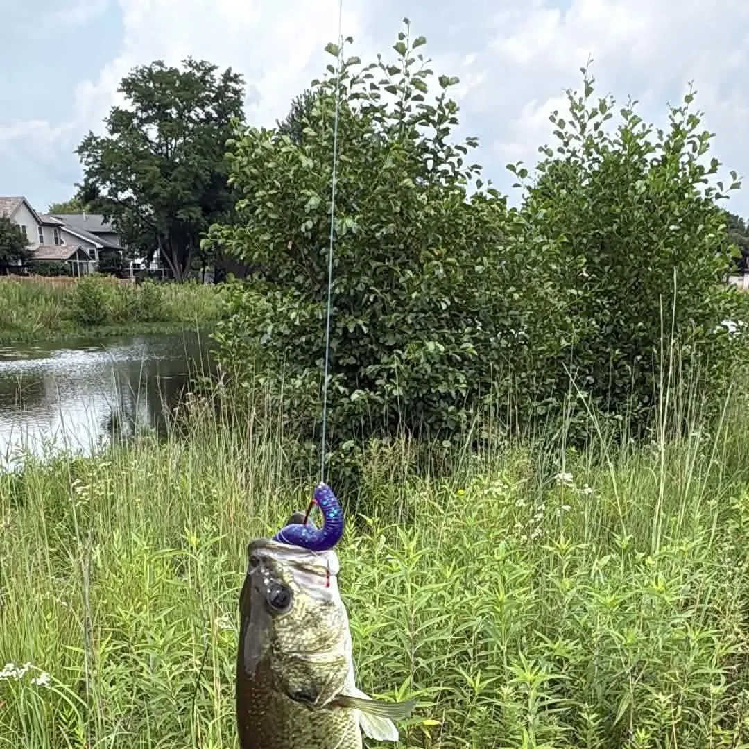 Fish caught on Fishbrain