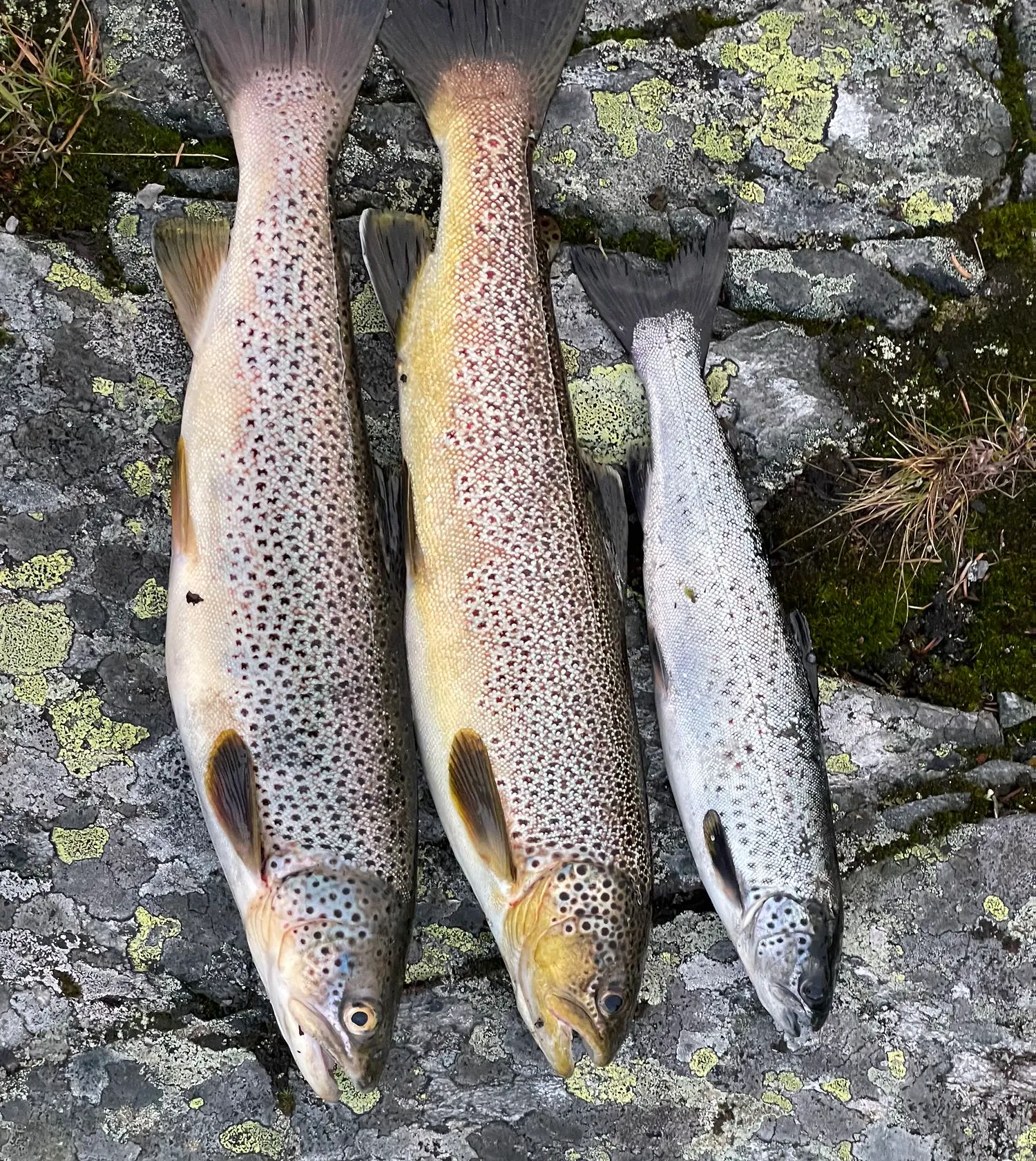 recently logged catches