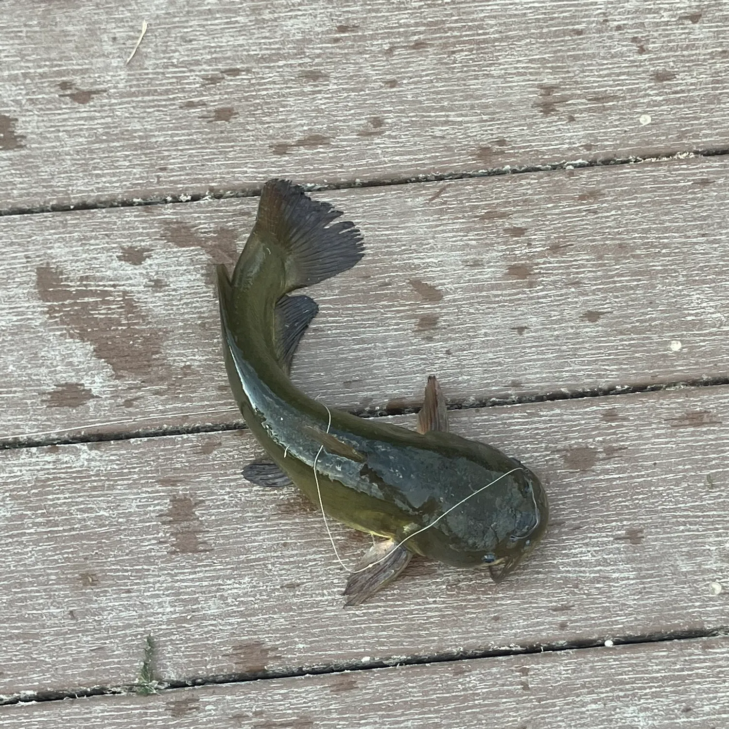 Black bullhead caught on Fishbrain