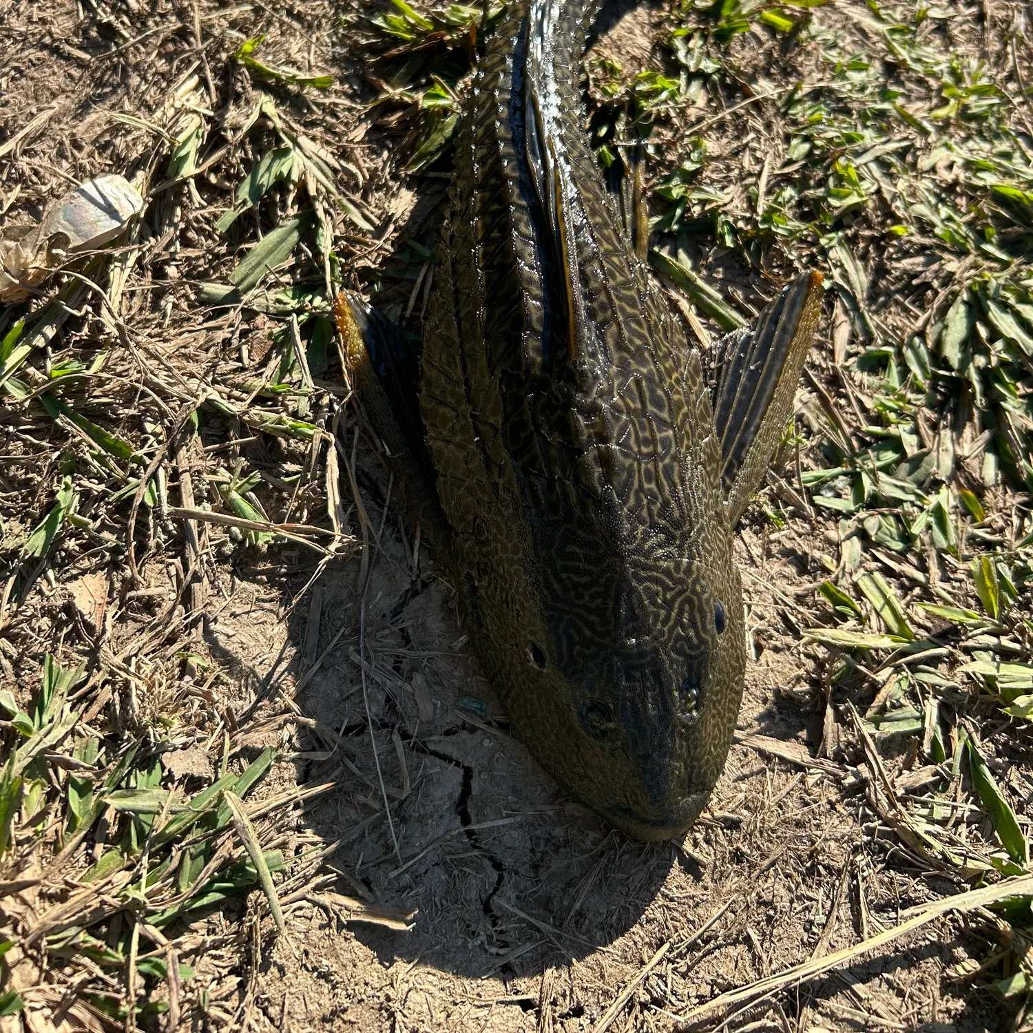 The most recent Orinoco sailfin catfish catches on Fishbrain