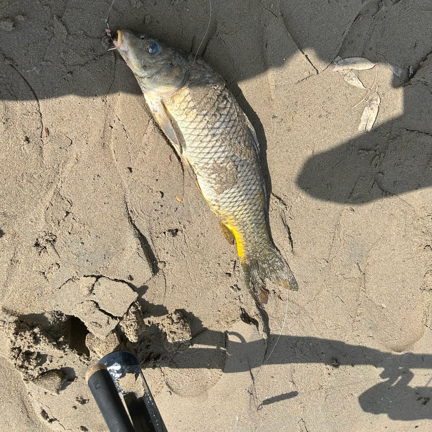 Common carp caught on Fishbrain