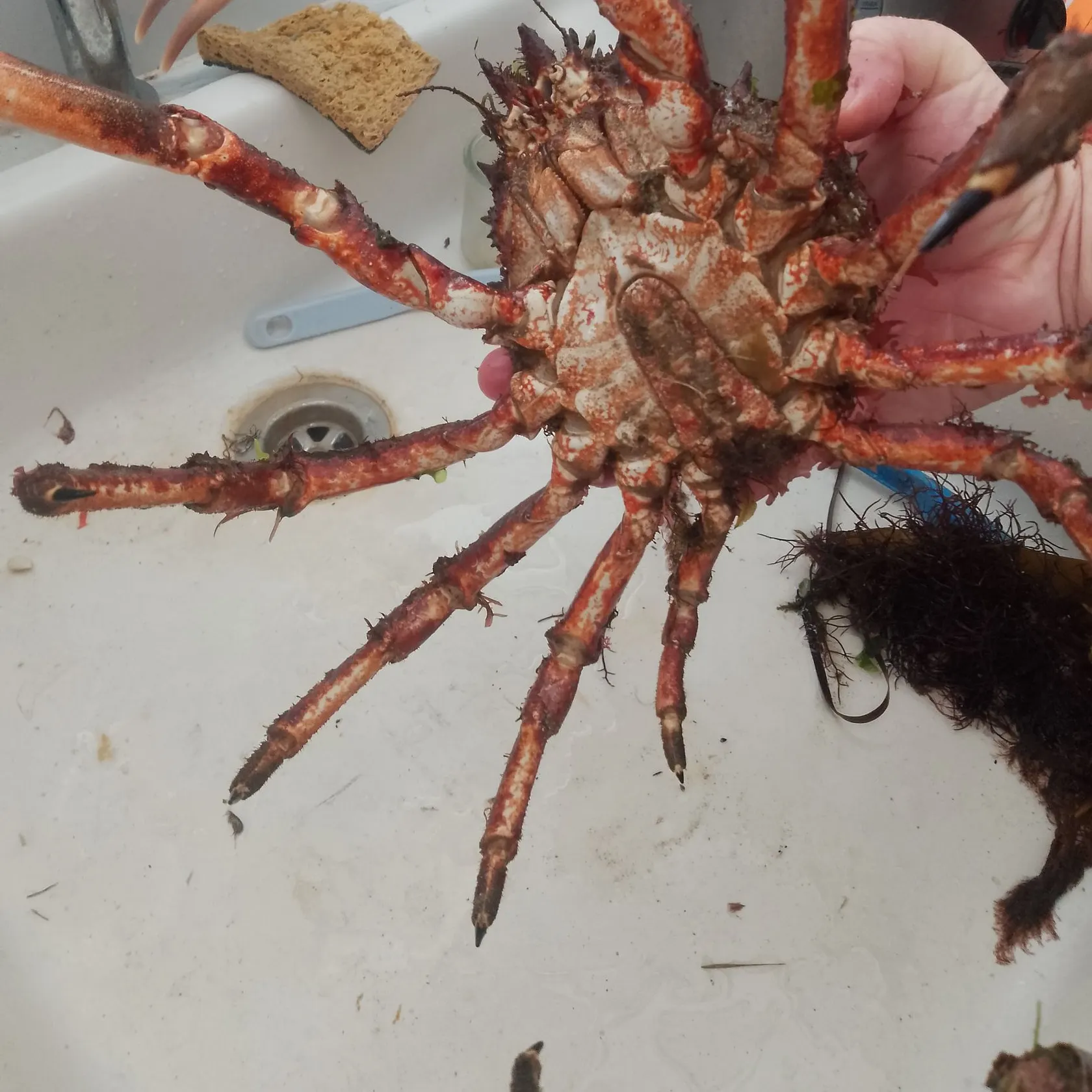 The most recent European spider crab catches on Fishbrain