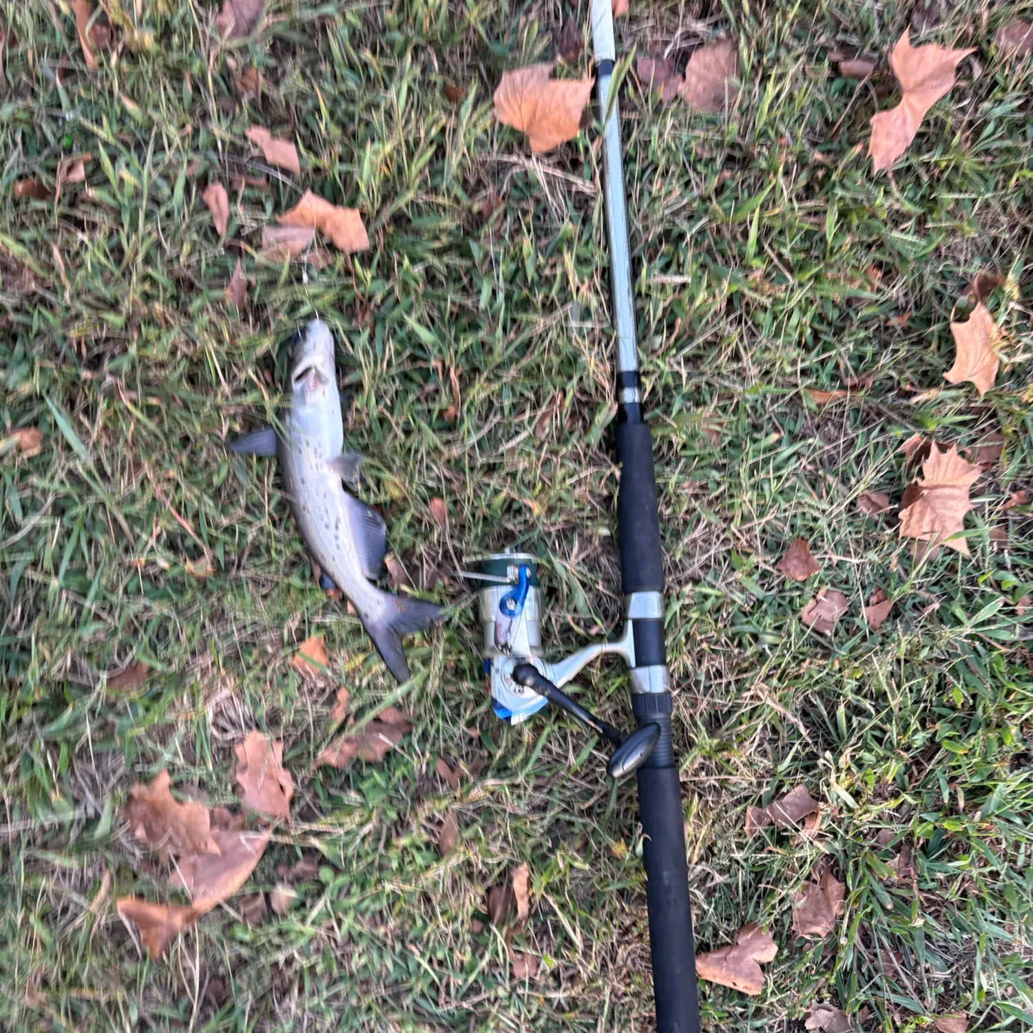 Channel catfish caught on Fishbrain