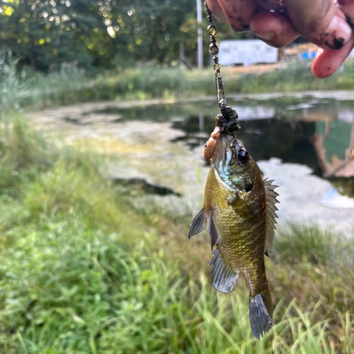 Bluegill caught on Fishbrain