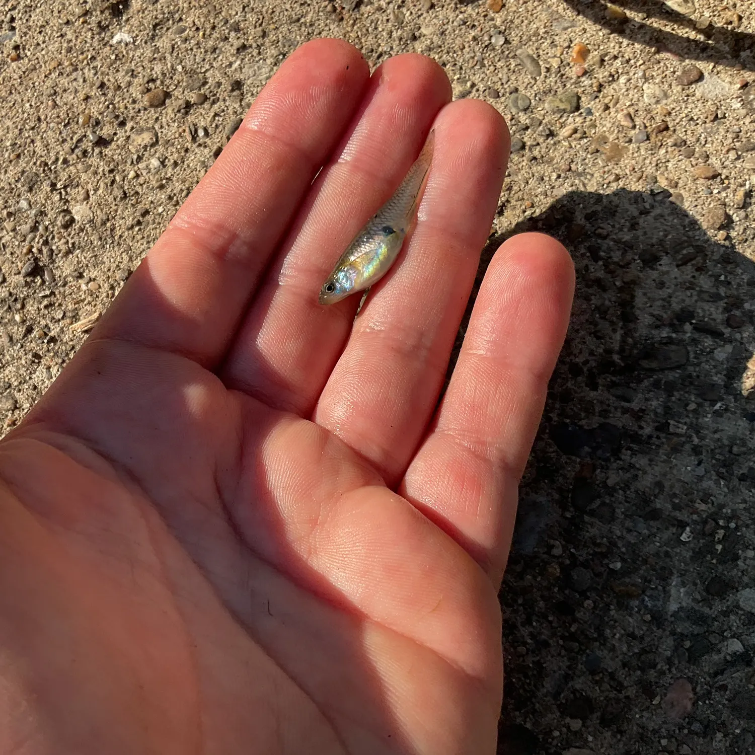 The most recent Eastern mosquitofish catches on Fishbrain
