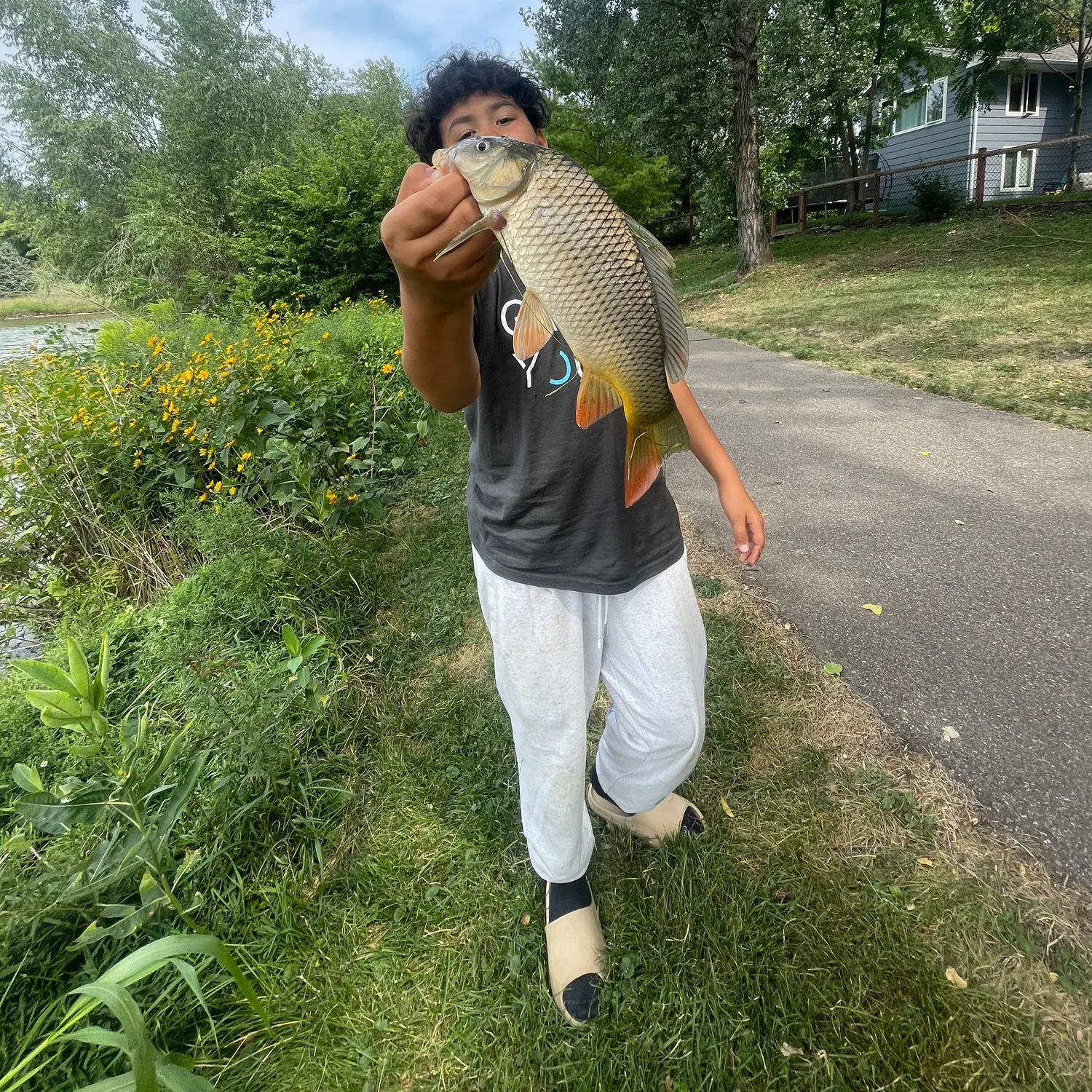 Common carp caught on Fishbrain