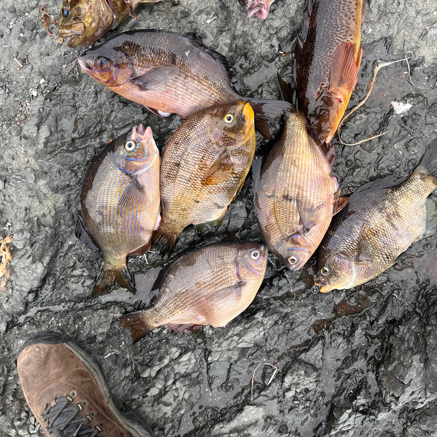 recently logged catches