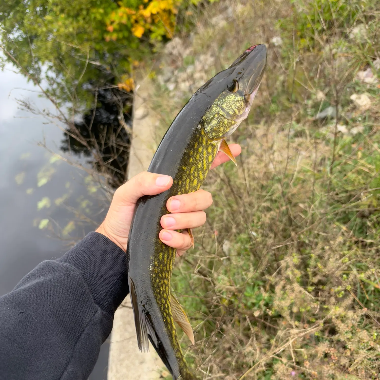 Chain pickerel caught on Fishbrain